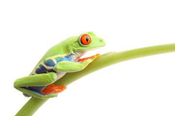 frog on stem isolated on white - red-eyed tree frog