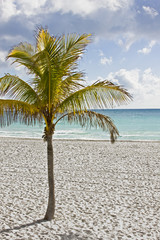 Palm tree on the ocean in Miami