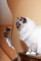 sacr&eacute; de birmanie assis sur un meuble - reflet dans miroir