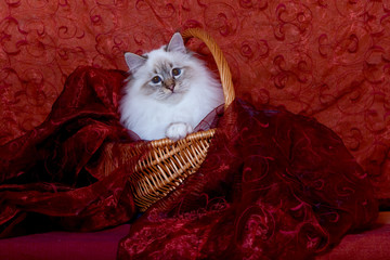 chaton sacré de birmanie dans panier avec tissu rouge