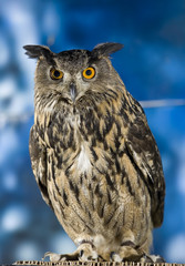 eurasian eagle owl - Bubo bubo