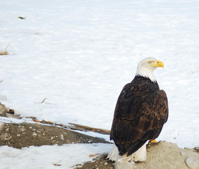 bald eagle