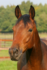 Obraz premium Pferd - Portrait