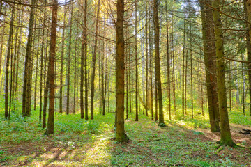 Fototapeta na wymiar sunlight rays in the forest