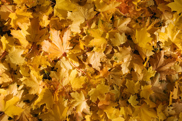 fallen leaves