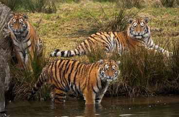 Naklejka premium Siberian Tiger cubs