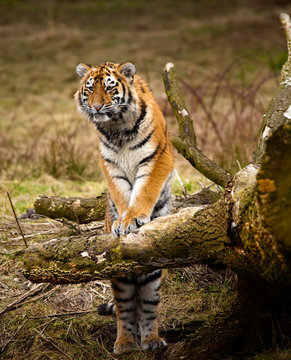 Siberian Tiger cub