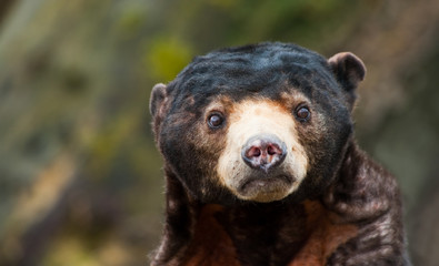 Sun Bear (Helarctos malayanus)