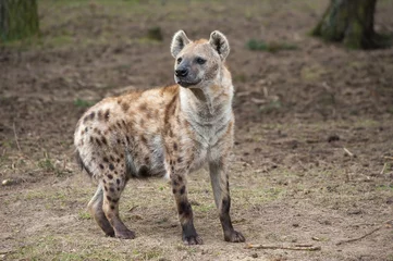 Foto op Aluminium spotted hyena © Eric Gevaert