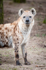 spotted hyena