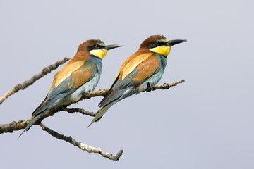 cuple of bee eater waiting for food in a branch