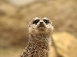 Fototapeta premium suricate