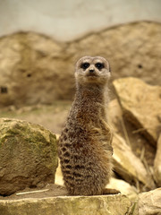 suricate