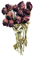 Obraz premium Stare suszone czerwone róże na białym tle