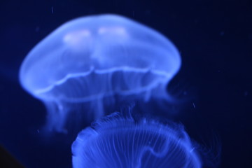 Medusas