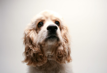 Puppy Cocker Spaniel
