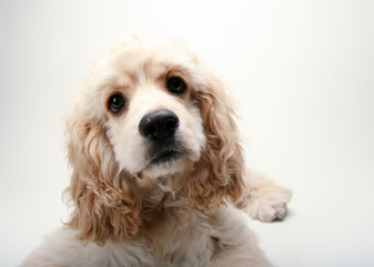 Puppy Cocker Spaniel