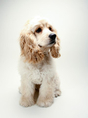 Puppy Cocker Spaniel