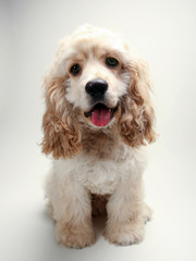 Puppy Cocker Spaniel