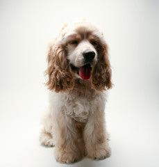 Puppy Cocker Spaniel