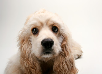 Puppy Cocker Spaniel