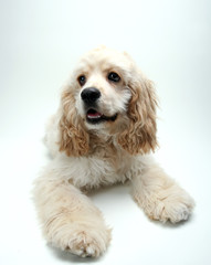 Puppy Cocker Spaniel