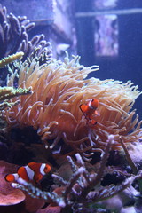 Naklejka na ściany i meble Clownfish w anemon