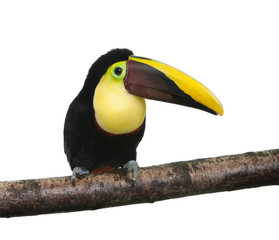 Chestnut-mandibled Toucan - Ramphastos swainsonii (3 years)