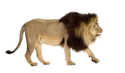 Poster de jardin Lion Lion (4 ans et demi) - Panthera leo