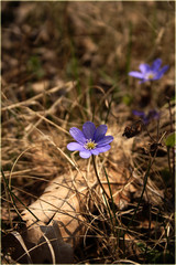 blue flower