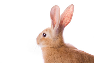 Naklejka premium Young red rabbit isolated on white background