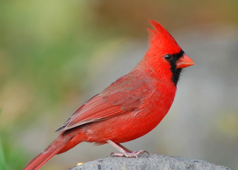 Obraz premium Northern Cardinal