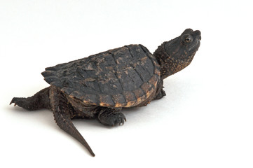 Obraz premium żółw