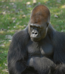 Male Gorilla