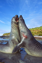 ミナミゾウアザラシ © jukucho