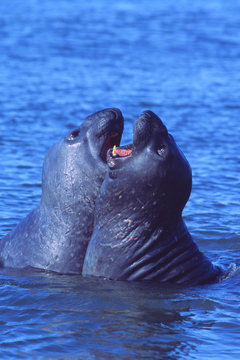 ゾウアザラシMサイズ ファイル:Southern Elephant seal.jpg - Wikipedia