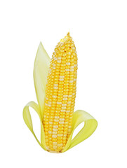 Sweet Corn