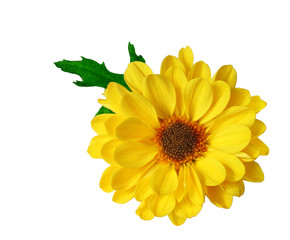 Yellow Chrysanthemum