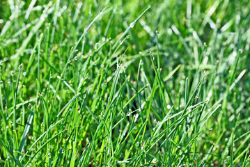 Grass