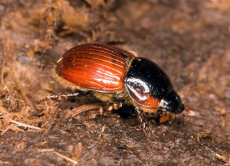Small dung beetle