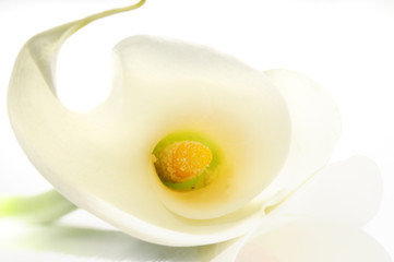 calla lily background