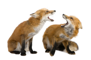 Red fox (4 years)- Vulpes vulpes © Eric Isselée