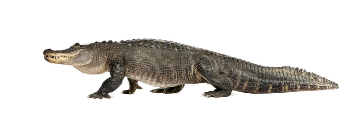 Papier Peint photo Crocodile Alligator d& 39 Amérique (30 ans) - Alligator mississippiensis