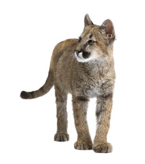 Obraz premium Puma cub - Puma concolor (3,5 months)