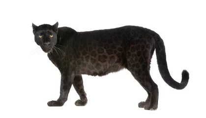 Dekokissen Schwarzer Leopard (6 Jahre) © Eric Isselée