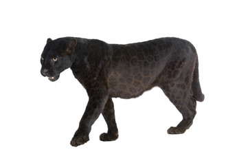 Obraz premium Black Leopard (6 years)