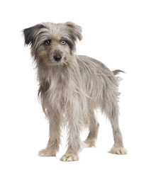 Pyrenean Shepherd (1 year)