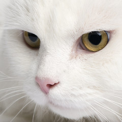 close-up on a white angora cat (5 years)