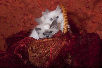 deux chatons birmans mignons dans panier en osier