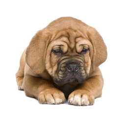Obraz premium Dogue de Bordeaux puppy (2 months